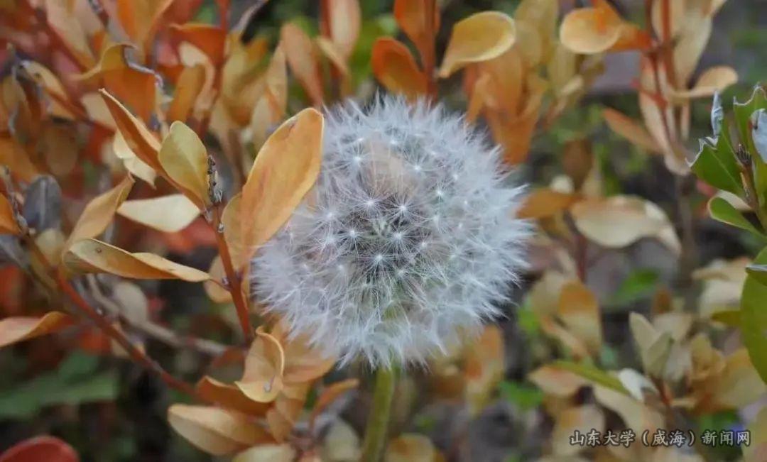 2013级生物科学专业贾芳菲：攀登山威最高峰——玛珈山之行