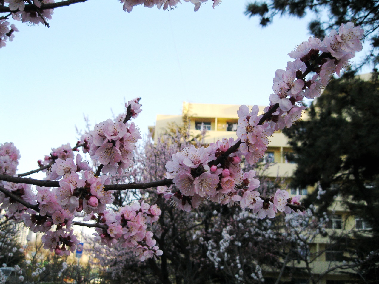 赵云龙：《踏莎行·忆山威》  ​