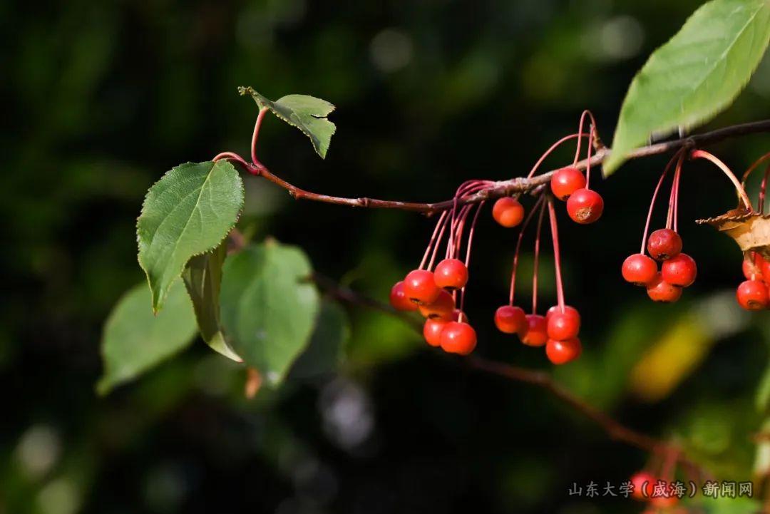 2013级生物科学专业申勤勇：忆玛伽山下