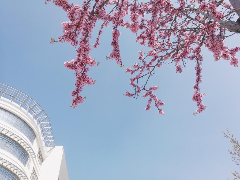 海院的花